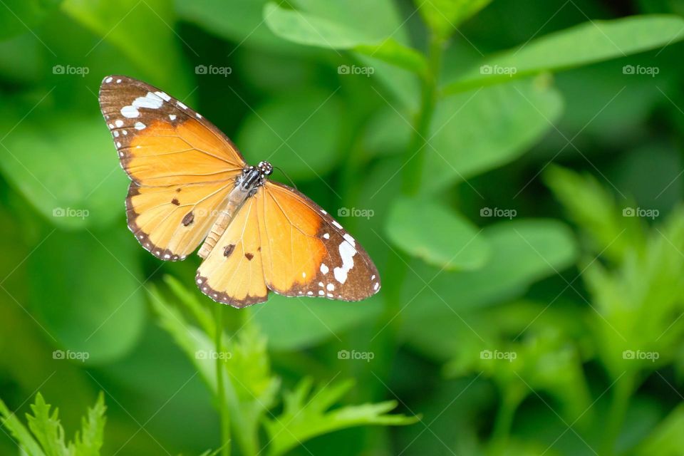 butterfly