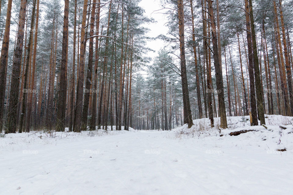 Forest winter