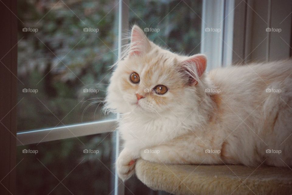 Portrait of white cat