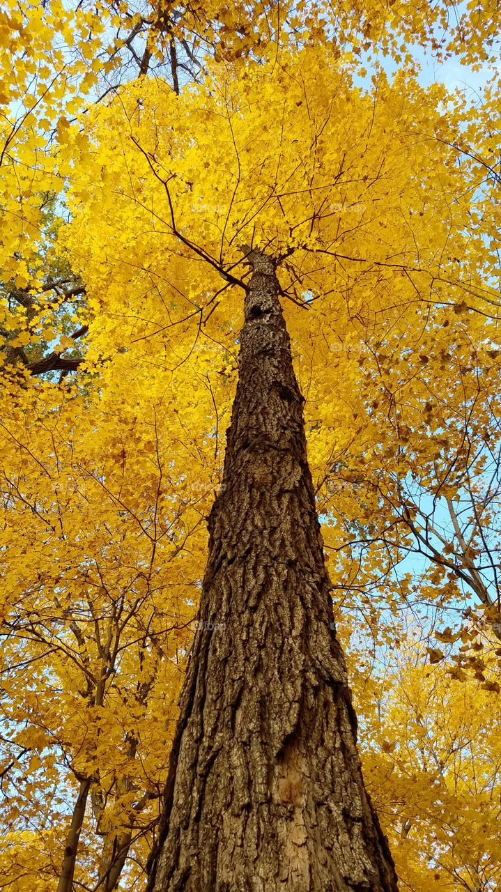 autumn  tree