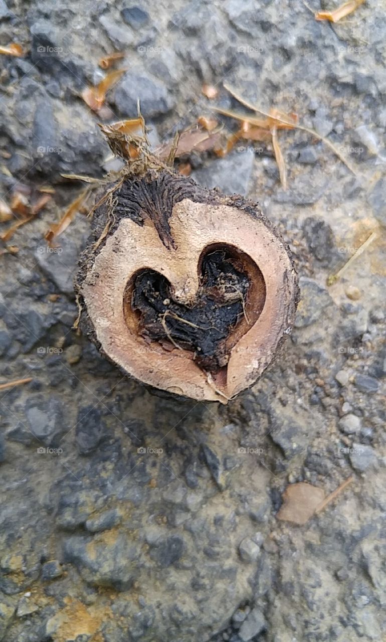 Heart of an acorn