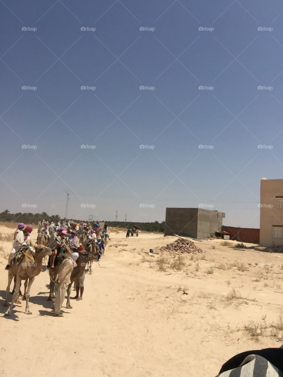 Photo de groupe, à dos de dromadaire en Tunisie 