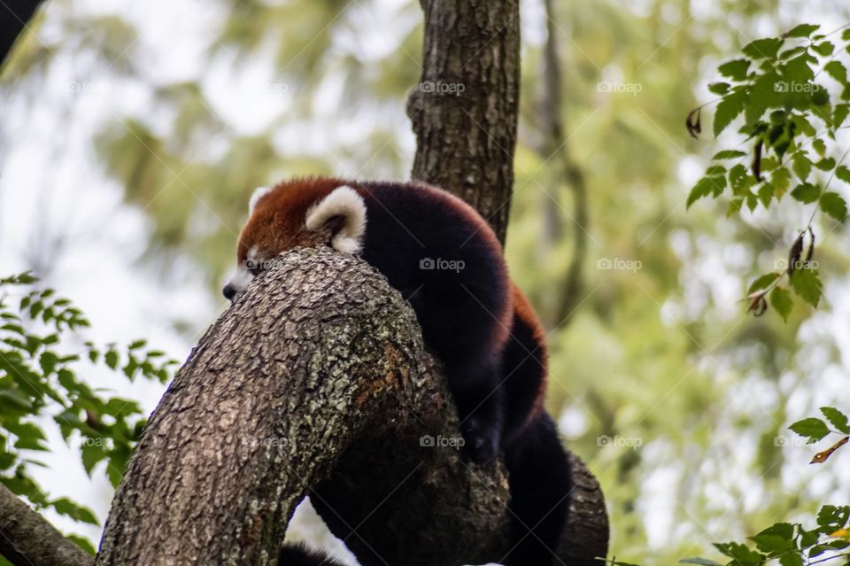 Red panda 