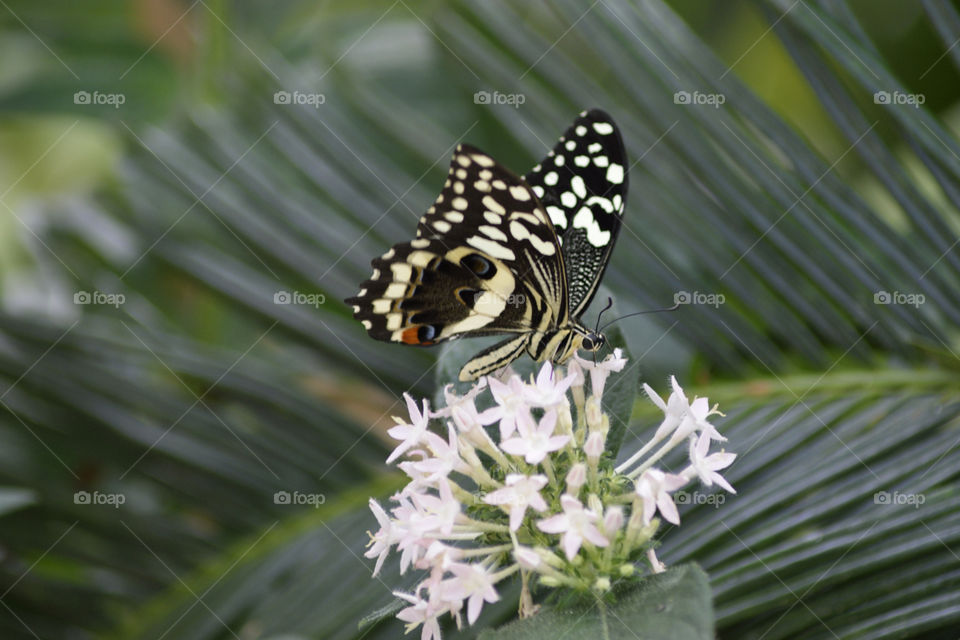 White spotted butterfly on a palm leave. Macro/Closeup