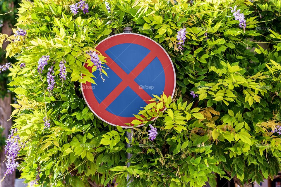 Wisteria growing around a road sign 