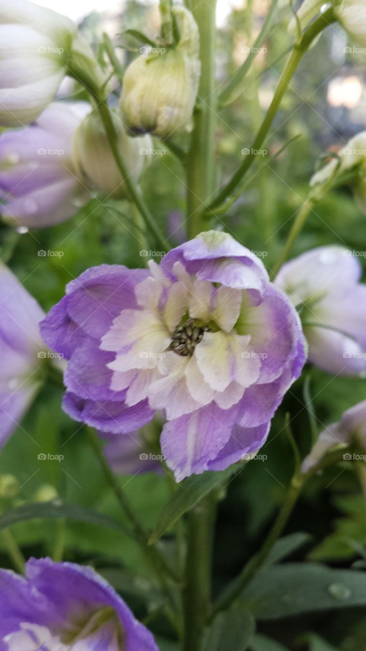 Aurora Light Purple Delphinium. summer flowers