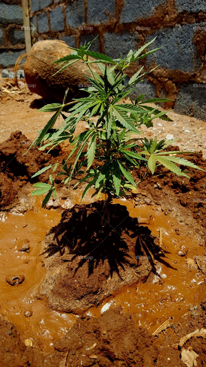 Builder's marijuana tree on site.