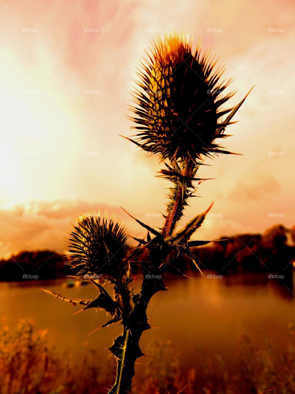 amazing silhouettes