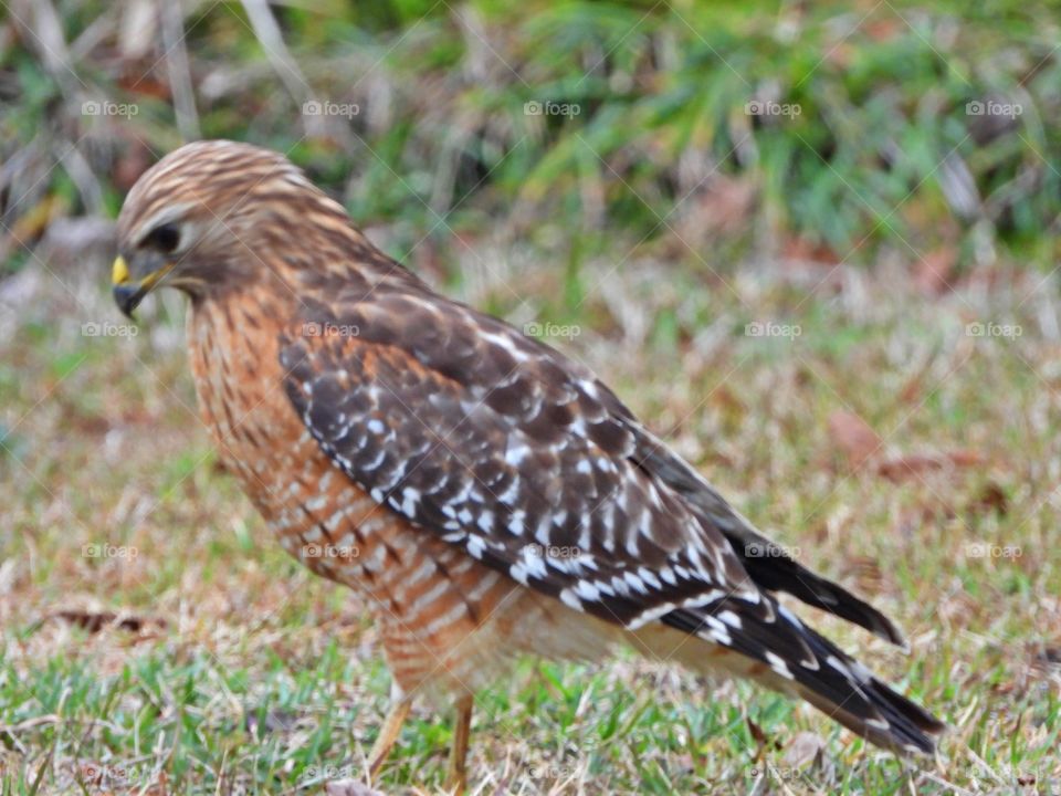 Red-tailed Hawk looking to dig the ground for grub worms. 