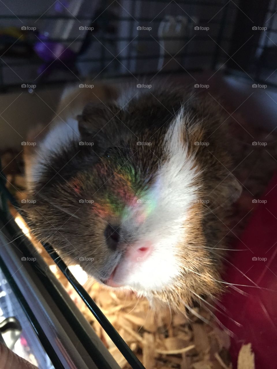 Guinea pig with a rainbow on her nose