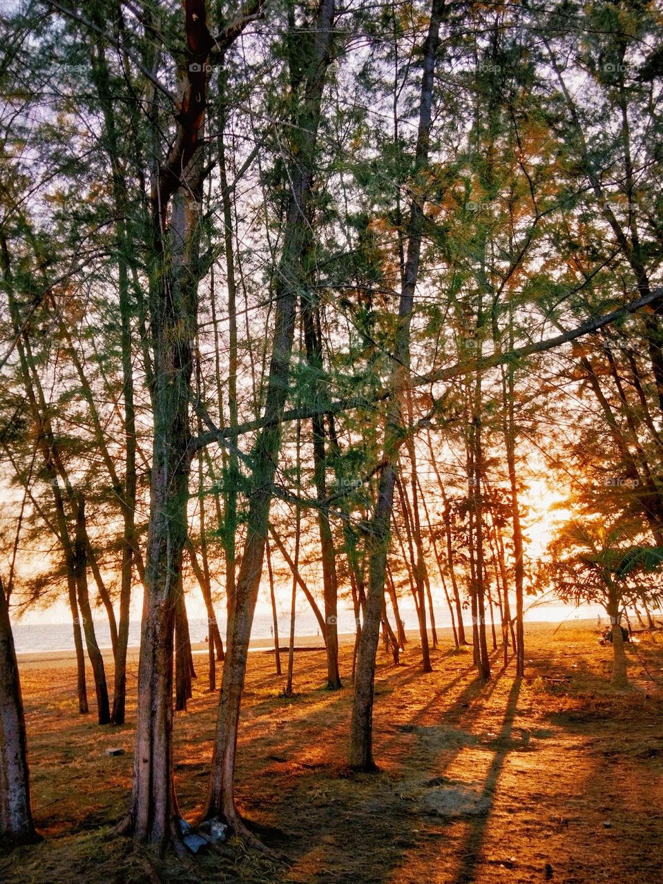 The forest is next to the beach.