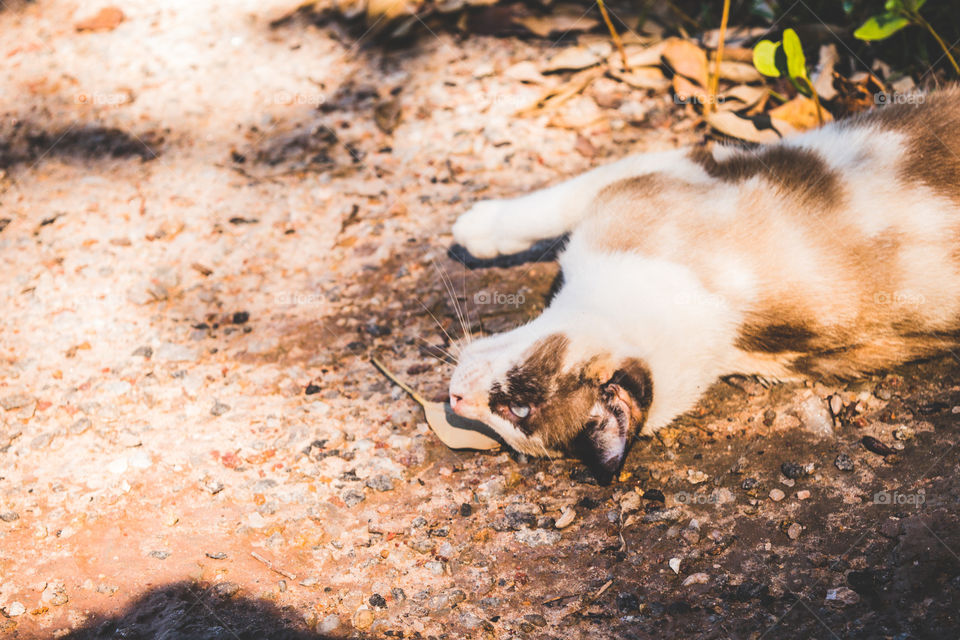 No Person, Mammal, Nature, Outdoors, Cute