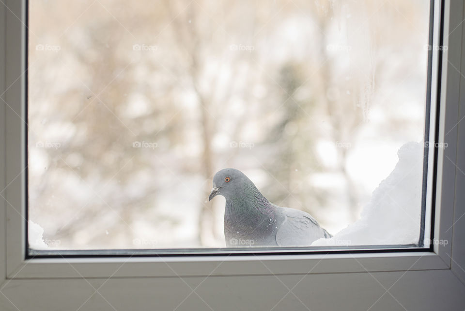 pigeons outside the window