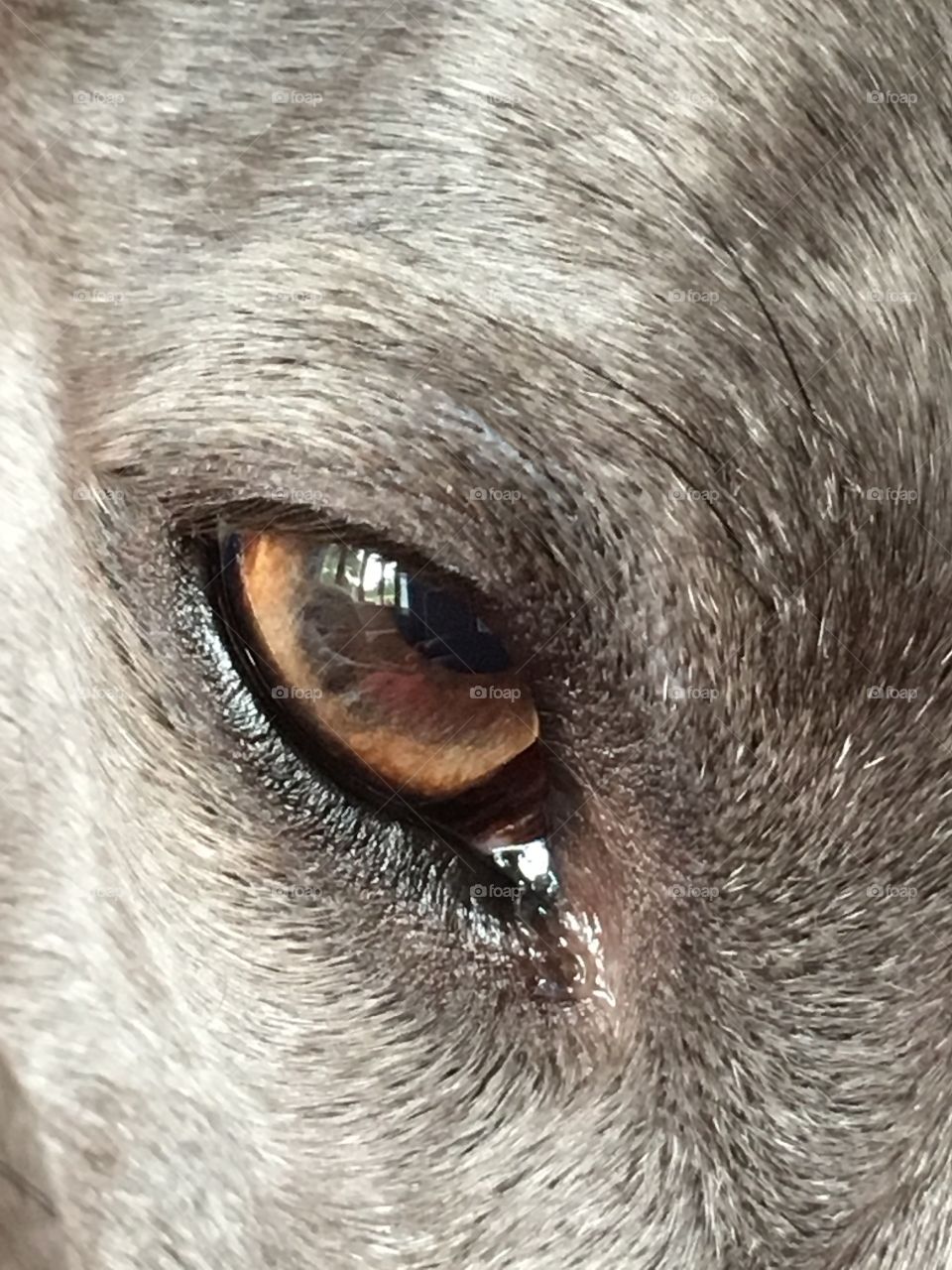 Close up of my blue whippet Libby’s eye
