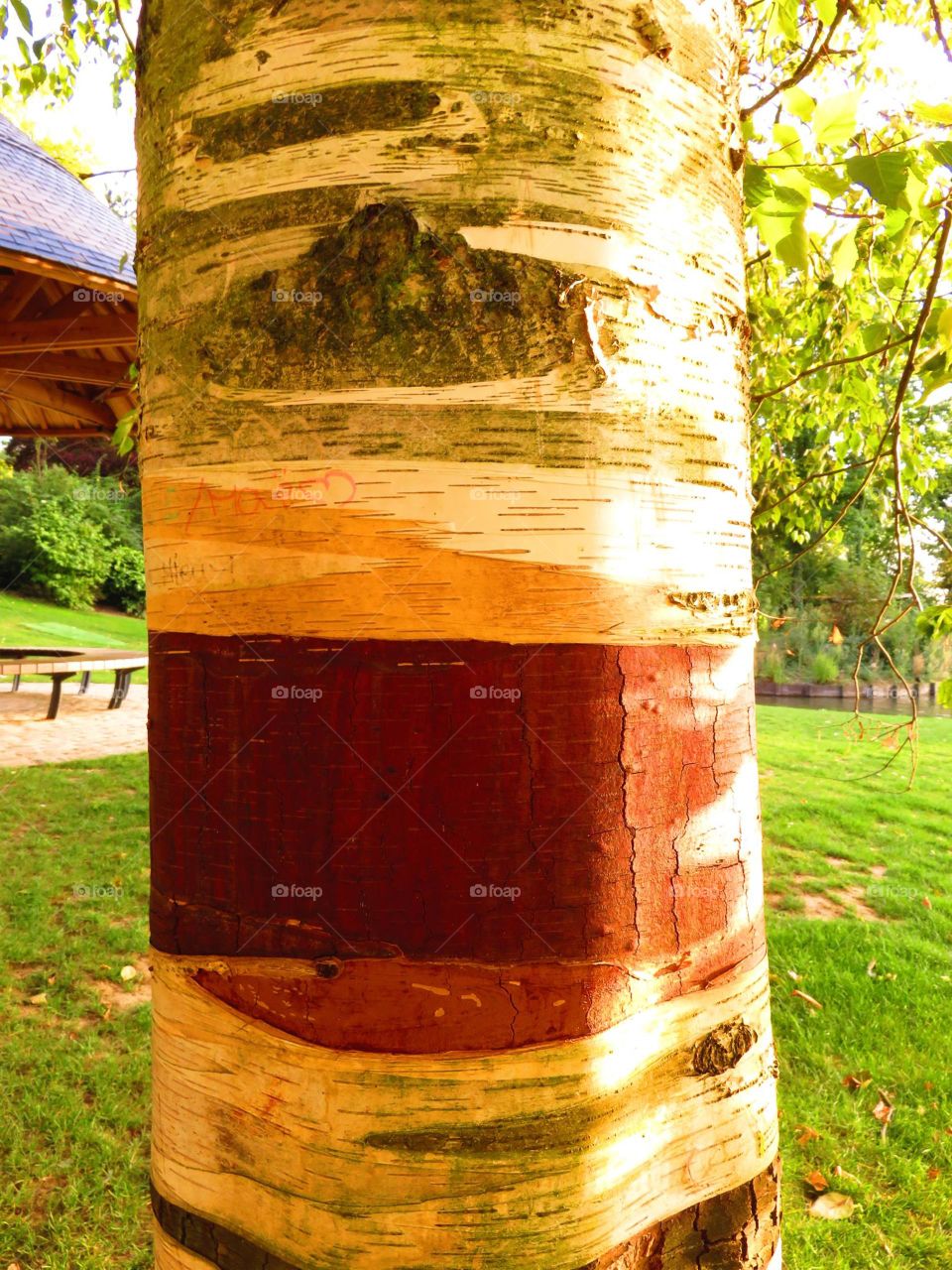 tree bark