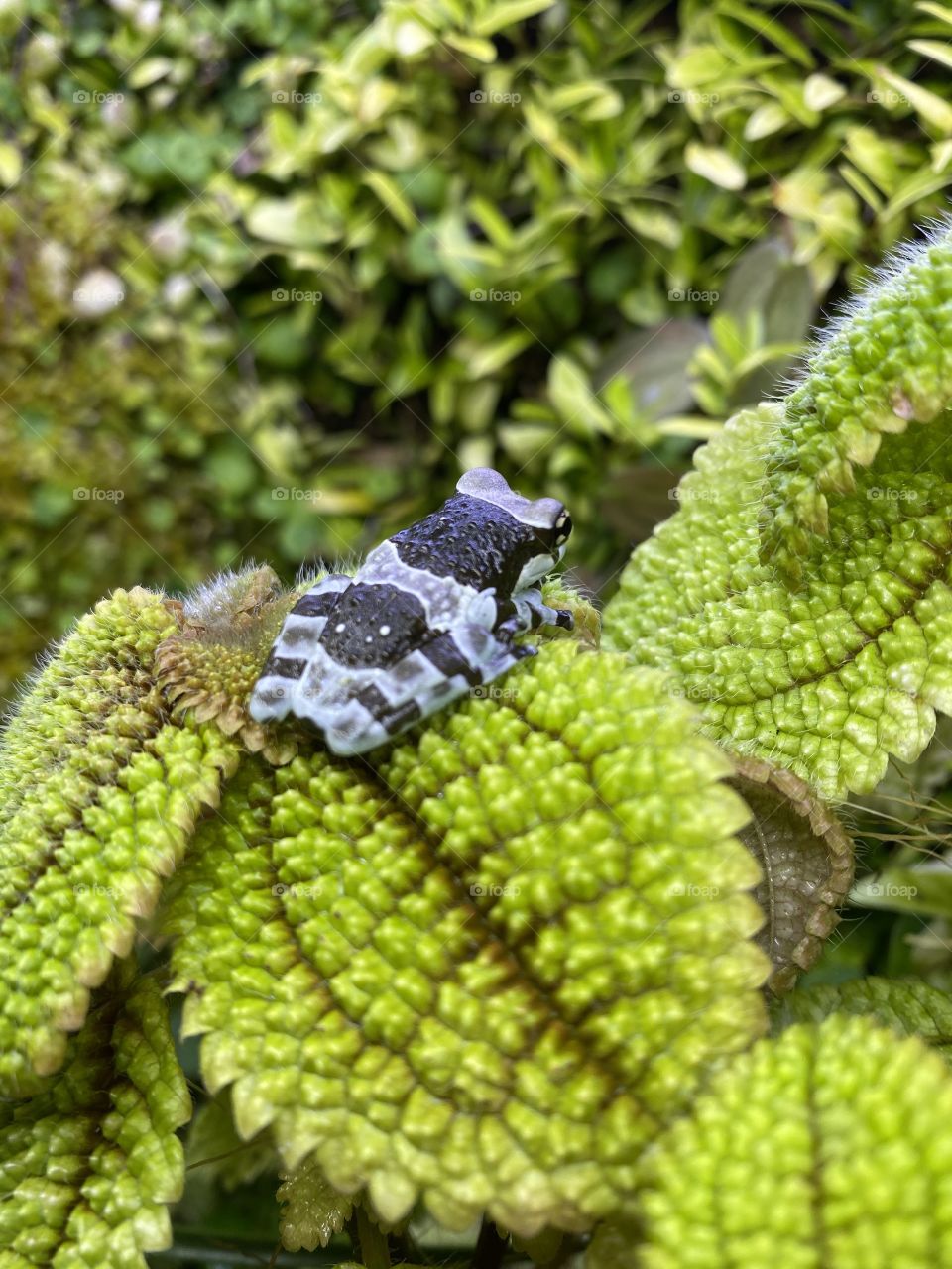 Amazon Milky Tree Frog on Forest Leaf