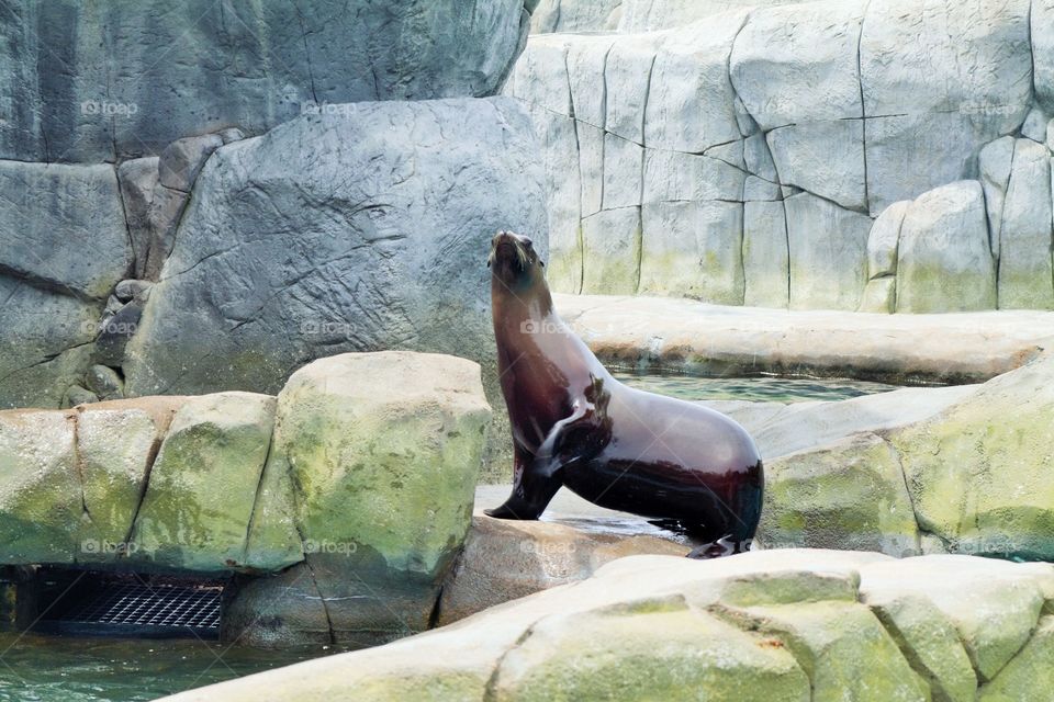 Sea Lion. Sea Lion showing off for the crowd !
