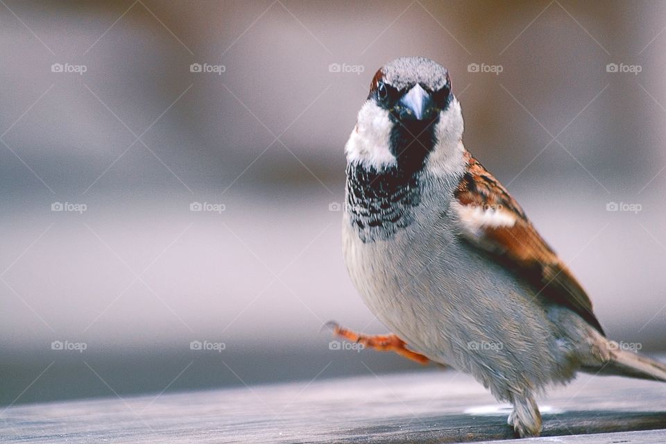 Bird taking a walk. Bird walking on a fence