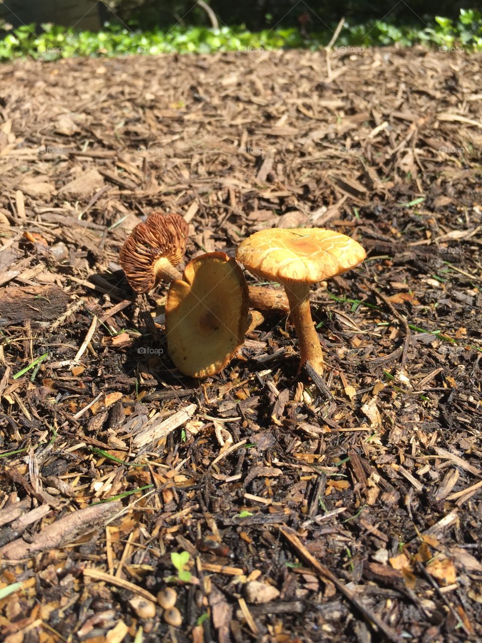 Mushroom two