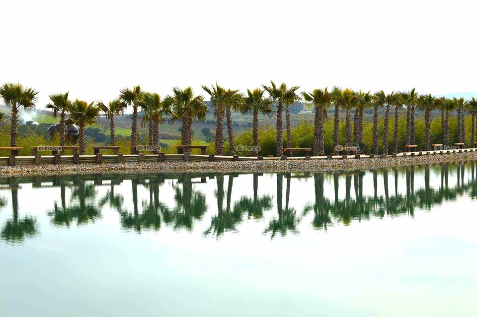 palm tree lake