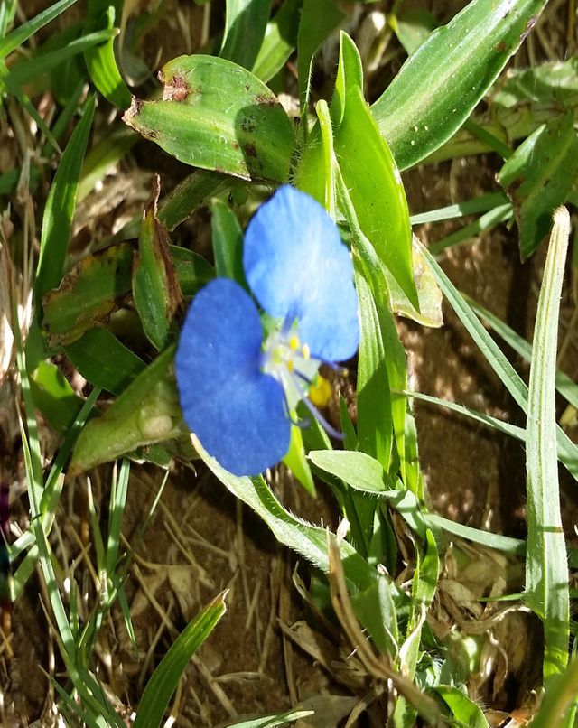 Blue flower