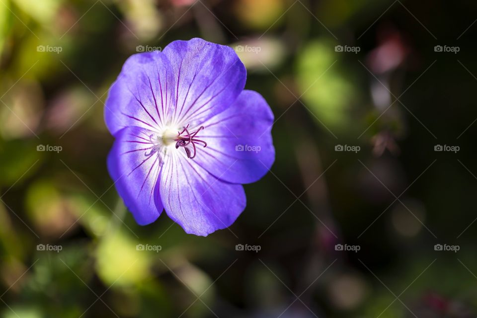 a portrait of a purple flower with beautifuk pistils