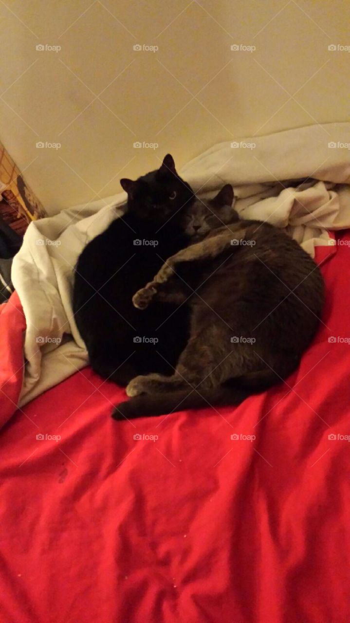 Snuggle Kitties