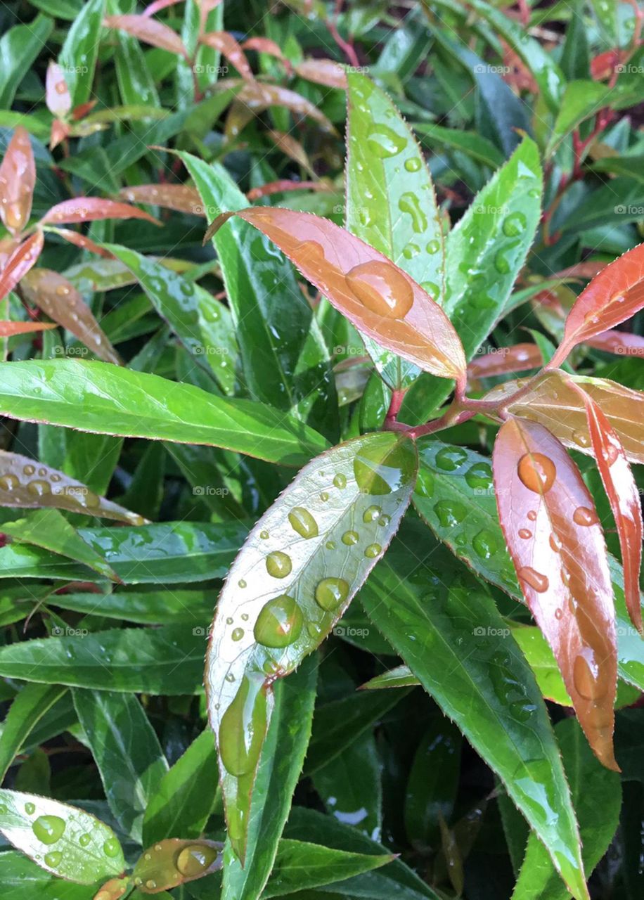 waterdrops on a plant