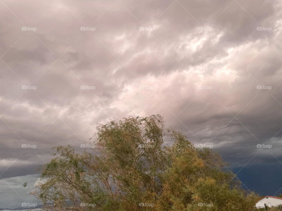 A tree with the background of dark clouds. 