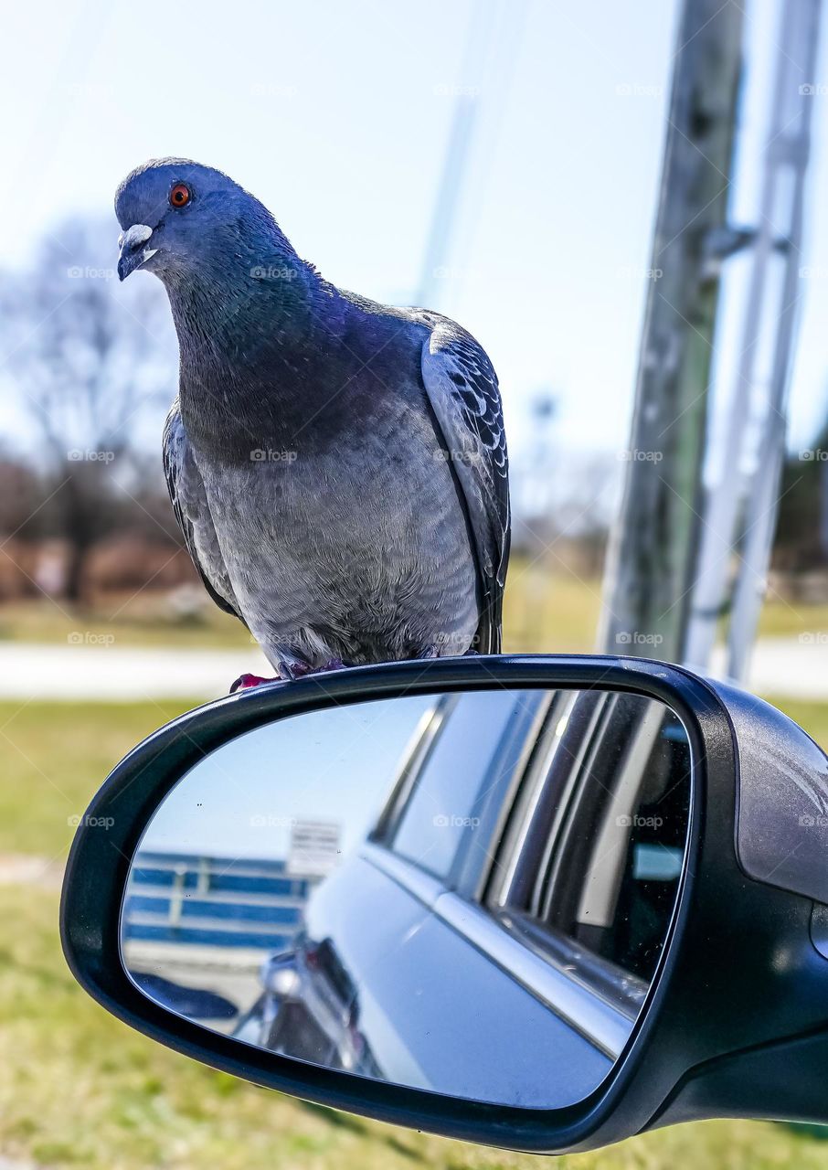 Don’t feed the pigeons or they will never leave you alone.