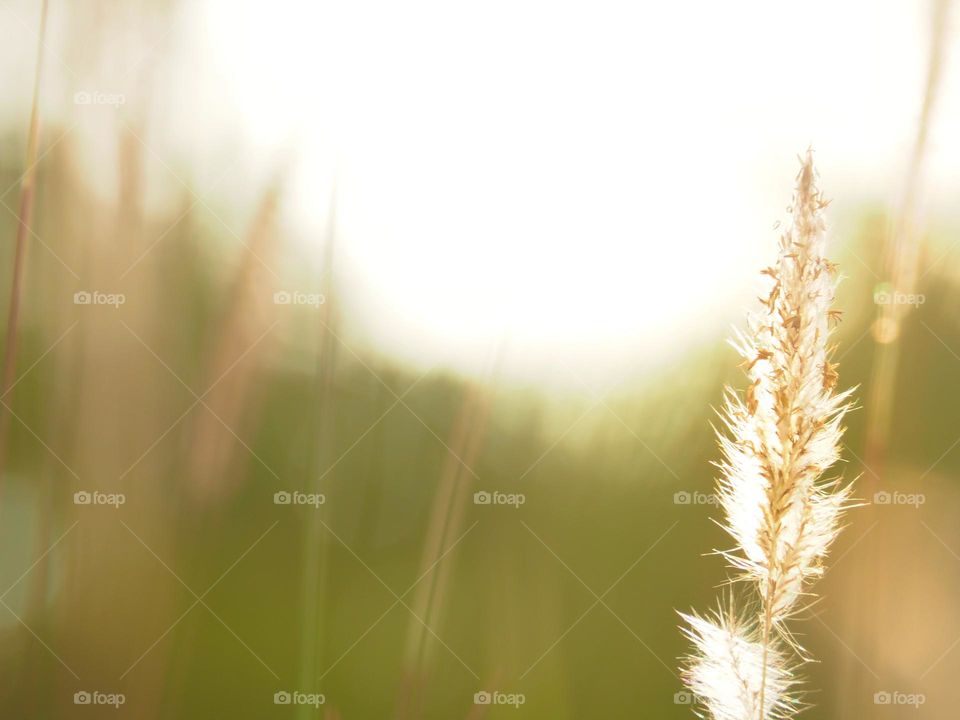 silhouette grass flowers