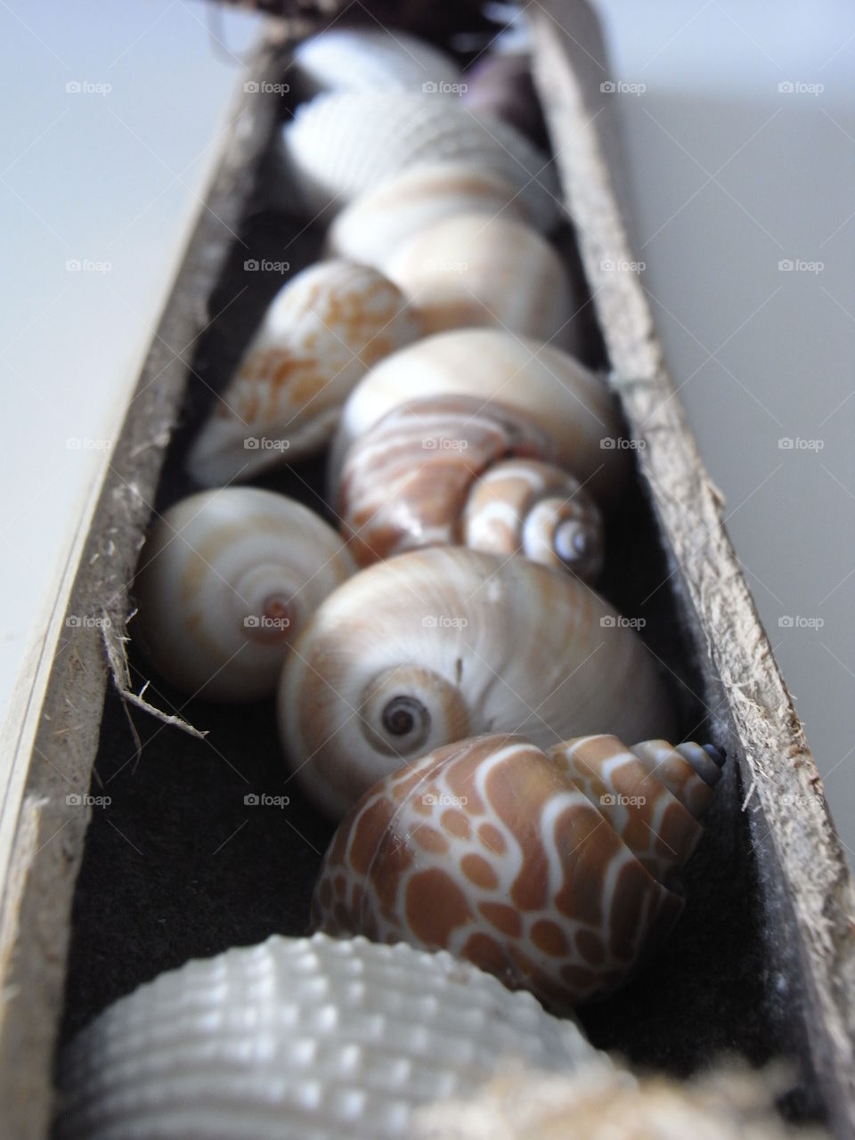 Sea shells in a wooden dish