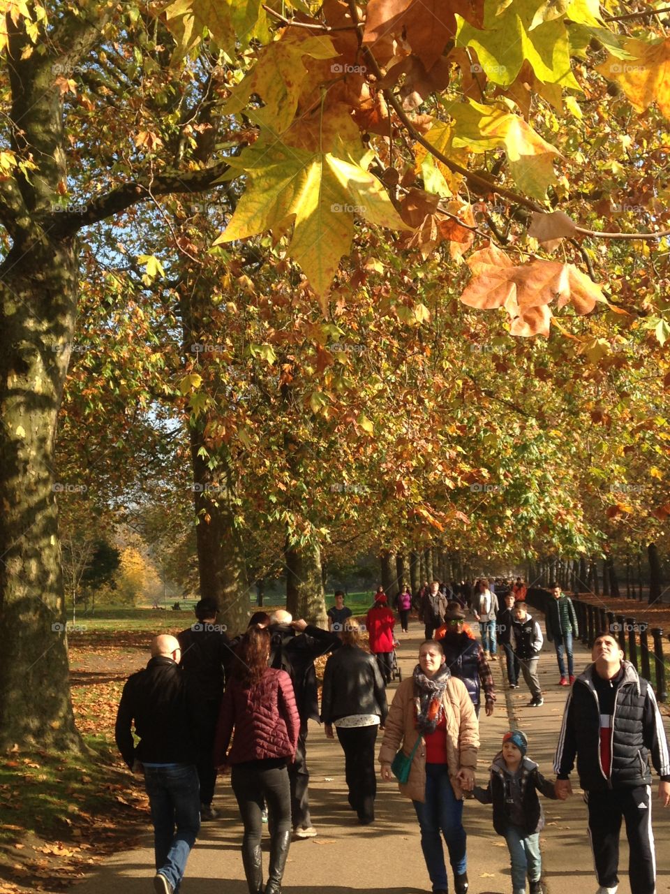 A very sunny Autumn day in Green park near Hyde Park Corner