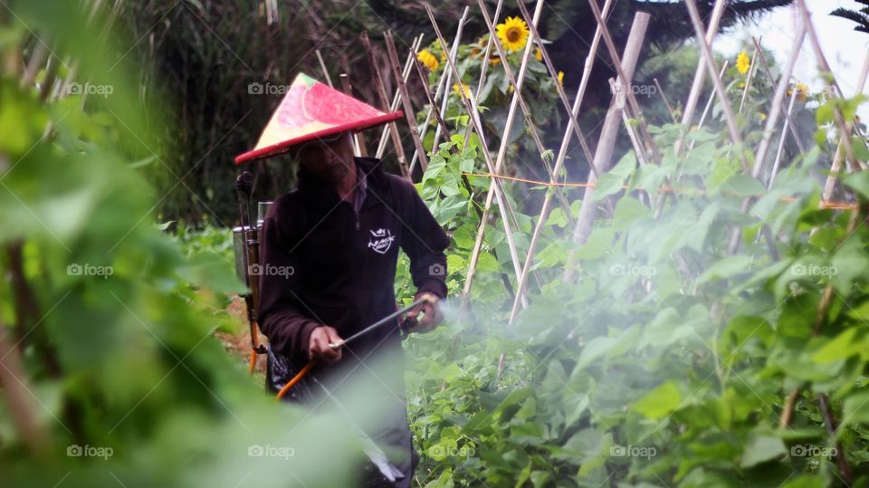 a farmer is anticipating pests on plants