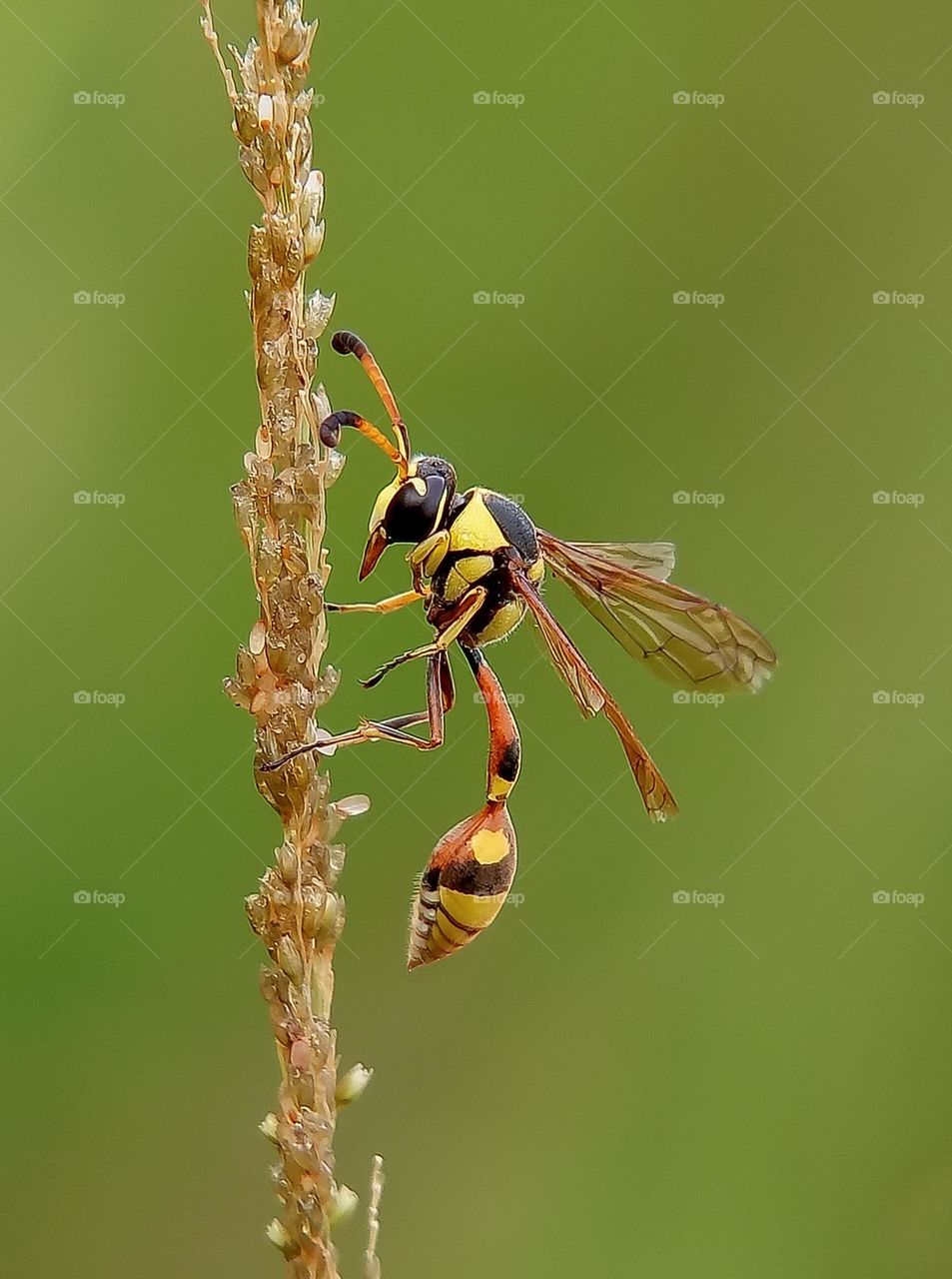 Yellow Potter Wasp, yellow potter on the grass, insect, nature, blurry background, depth of field, macro, close up