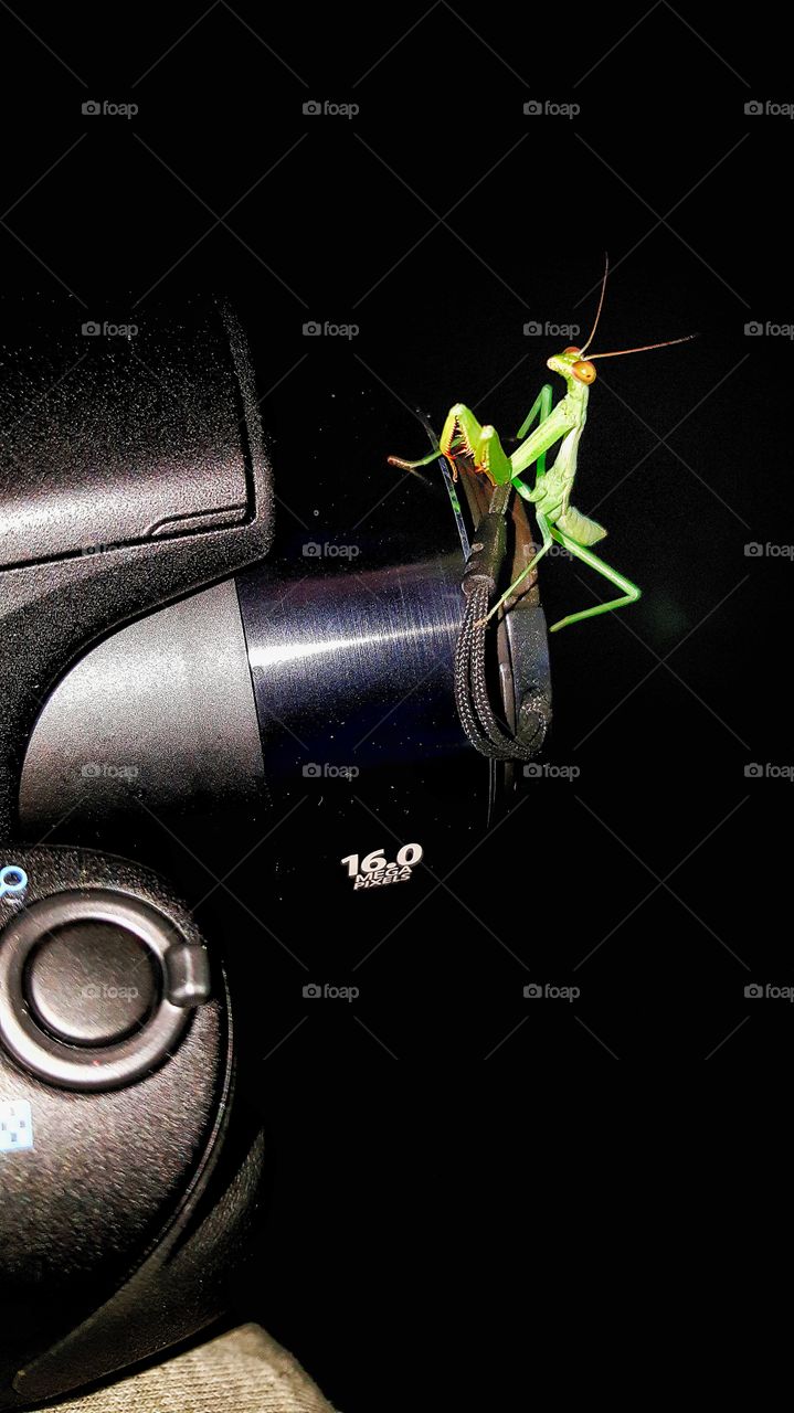 praying mantis on camera lens
