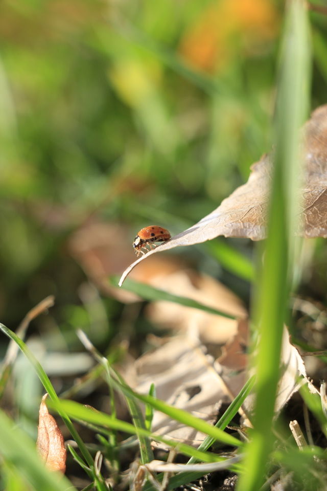 Ladybug life