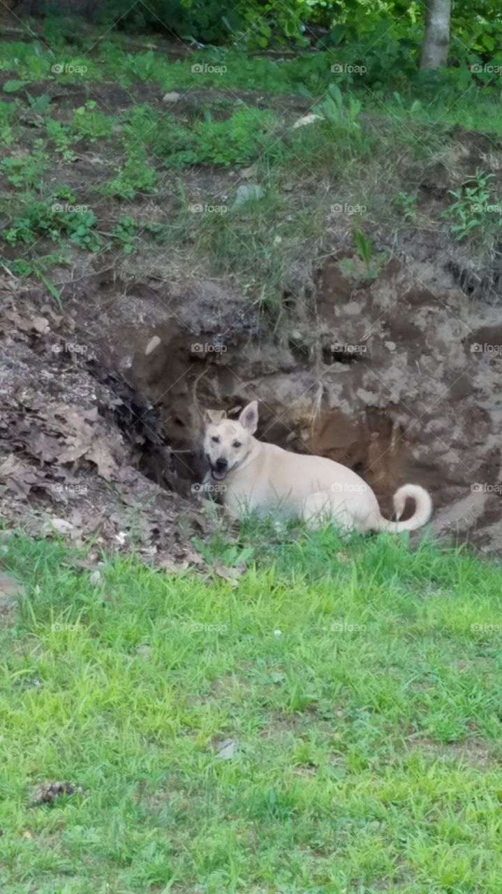 Zoey the dog digging a bigger hole