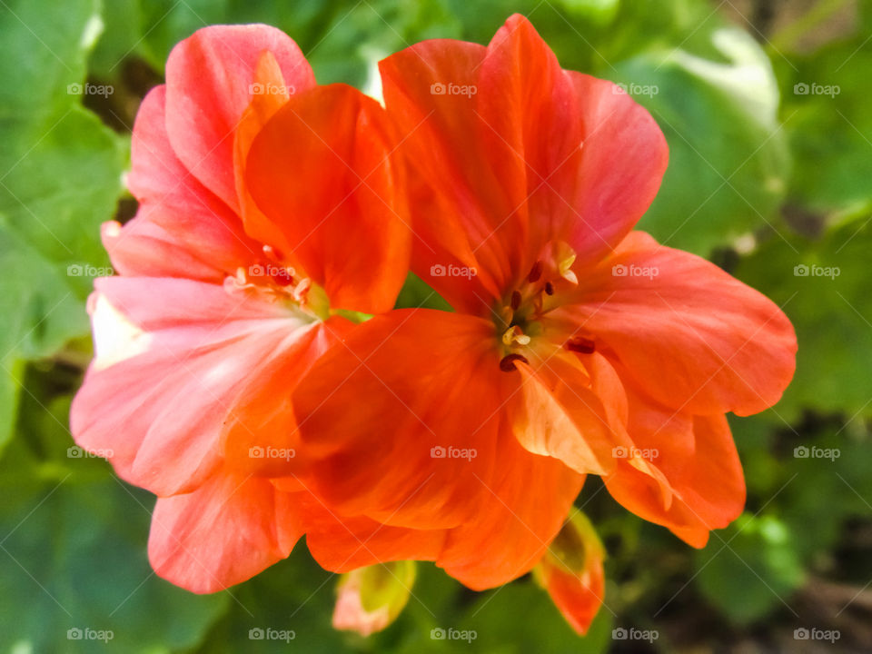 Close up of peachy pink geranium flowers lit by the sunlight