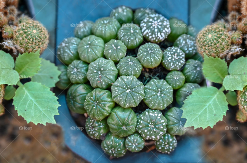 Beautiful texture of cactus