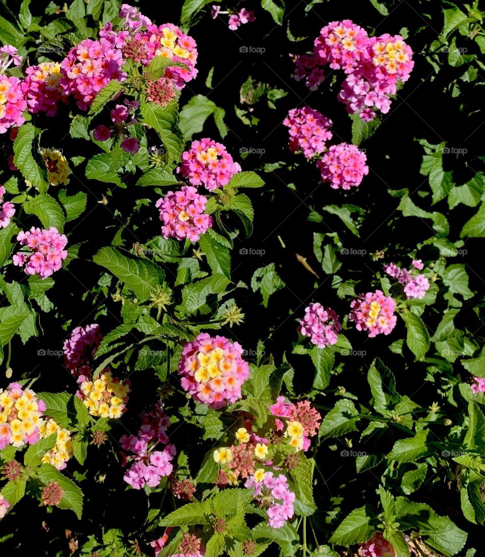 Froot Loop Flowers