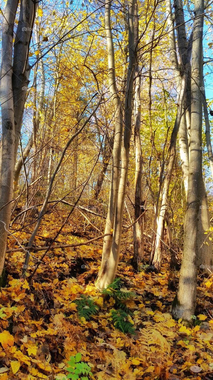 Yellow forest
