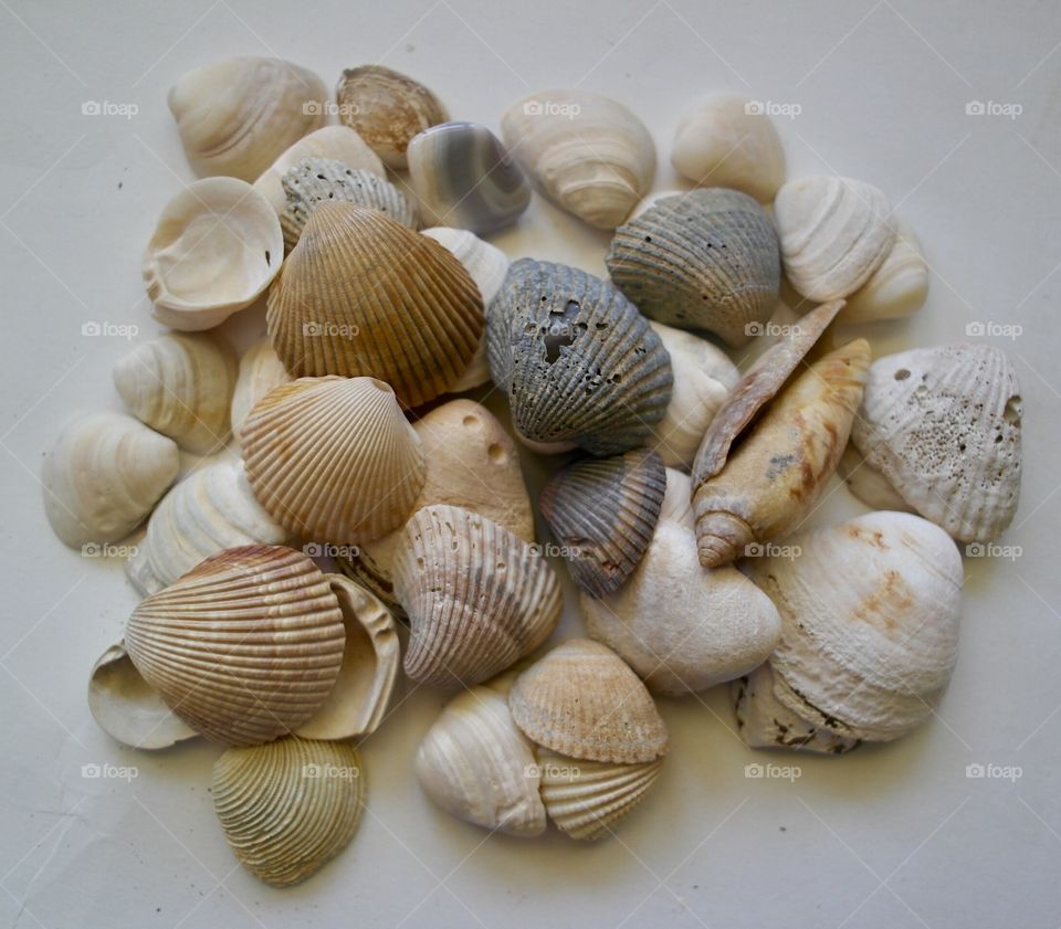 Seashells 
