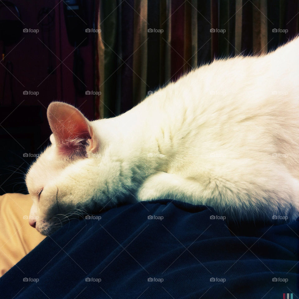 white cat sleeping mammals by evesevere