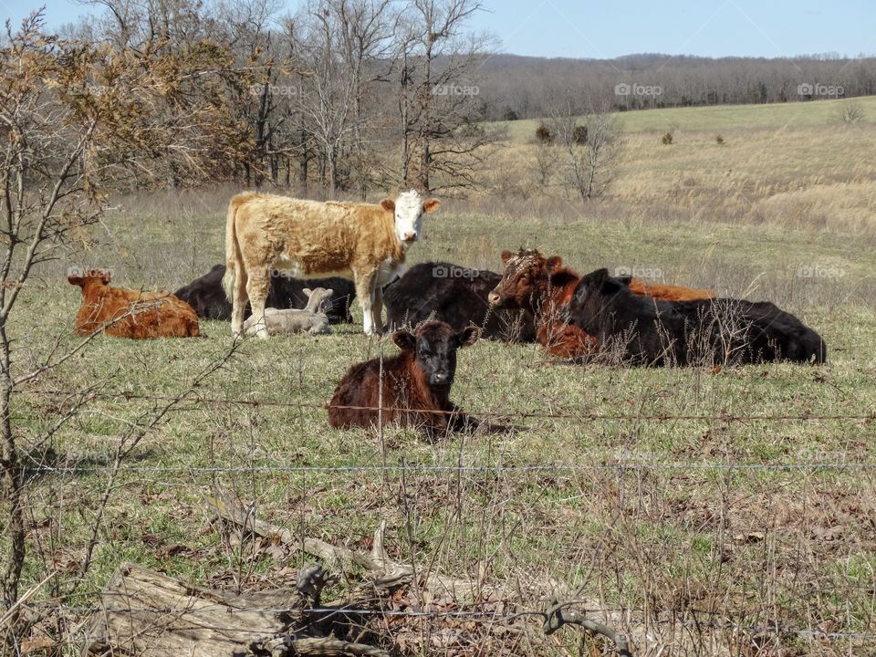 Cattle