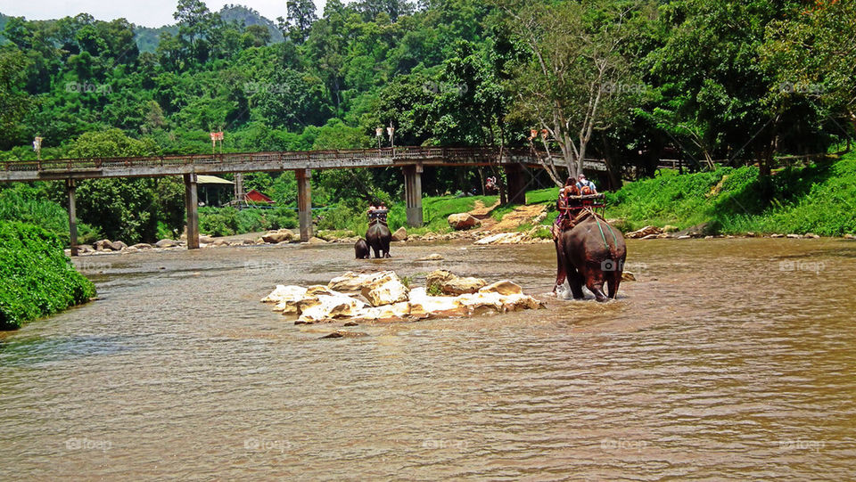 Elefants riding northern Thailand