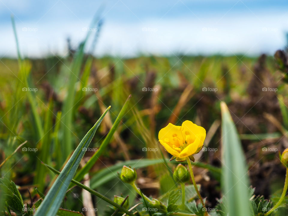 Solitary yellow flower in a meadow