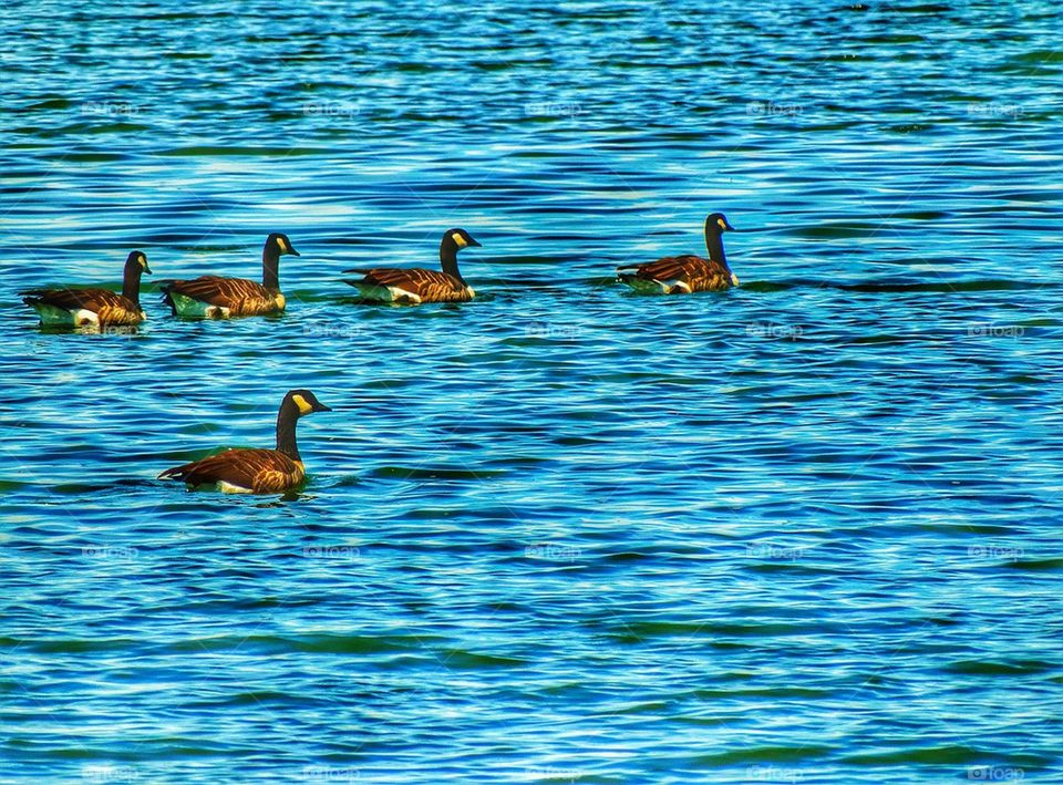 Flock of Canada Goose