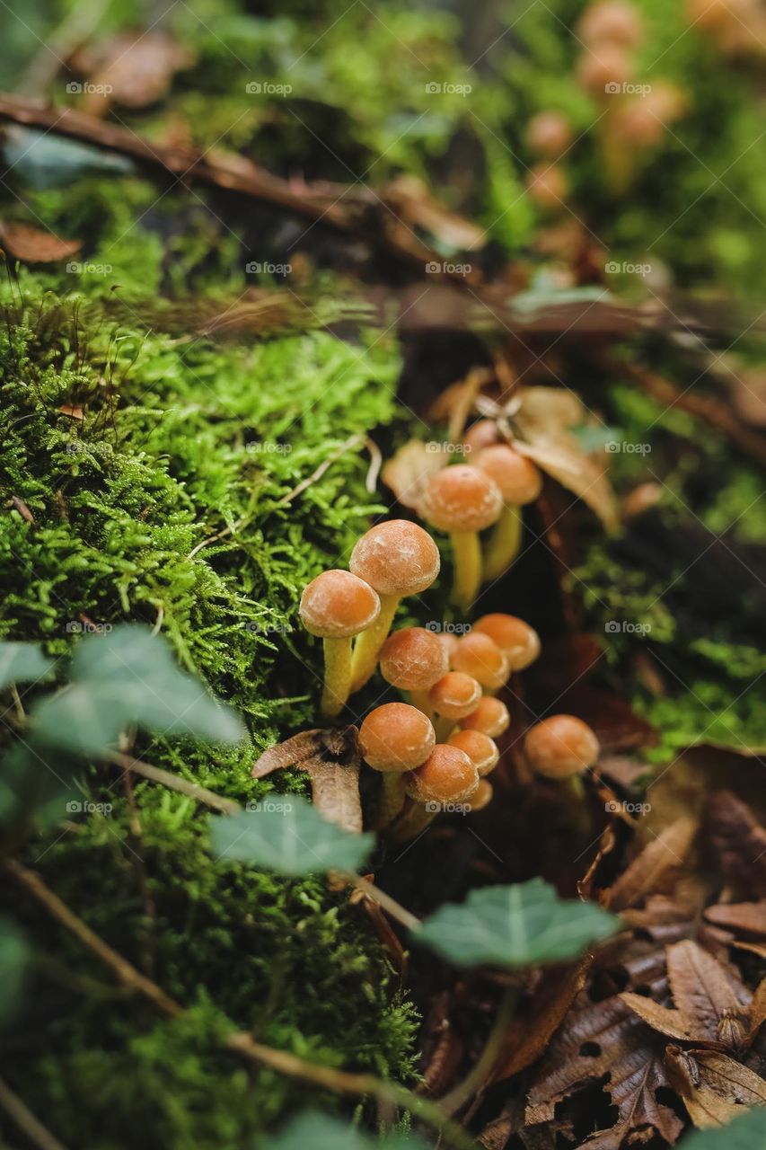mystical beautiful mushrooms in lechu, mushrooms are listed in various rivers, shapes and forms of mushroom origin.
