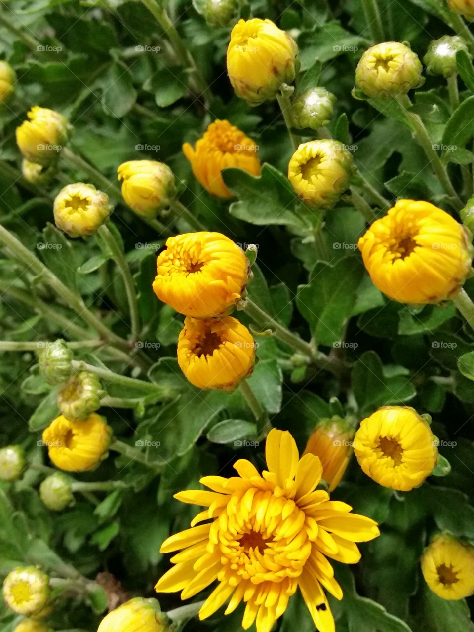 Yellow flowers Mums buds. Yellow Mums blooming